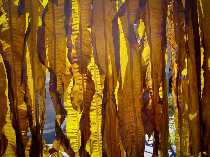 Kelp Kelp
