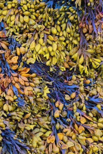 Seaweeds as potential therapeutic interventions for the metabolic syndrome