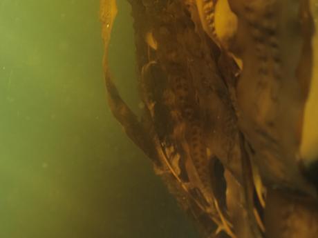 Antimicrobial activity of marine brown algae