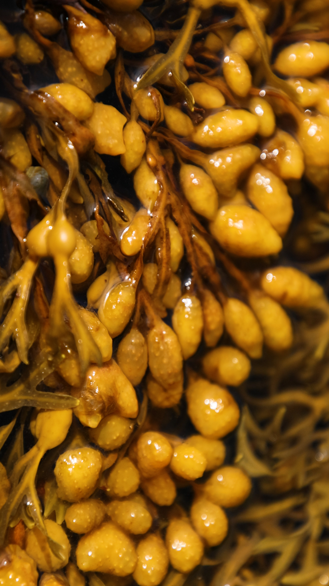 Fucus Fucus