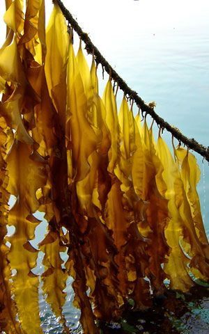 Kelp Kelp