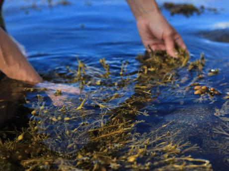 Antitumor effects of sulfated polysaccharides from seaweed