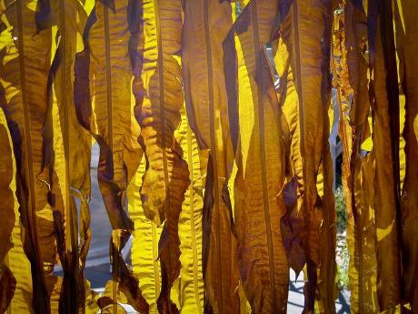 A combined Phase I and II open-label study on the immunomodulatory effects of seaweed extract nutrient complex