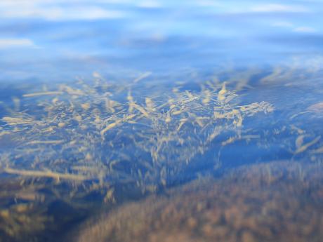 Seaweeds as potential therapeutic interventions for the metabolic syndrome
