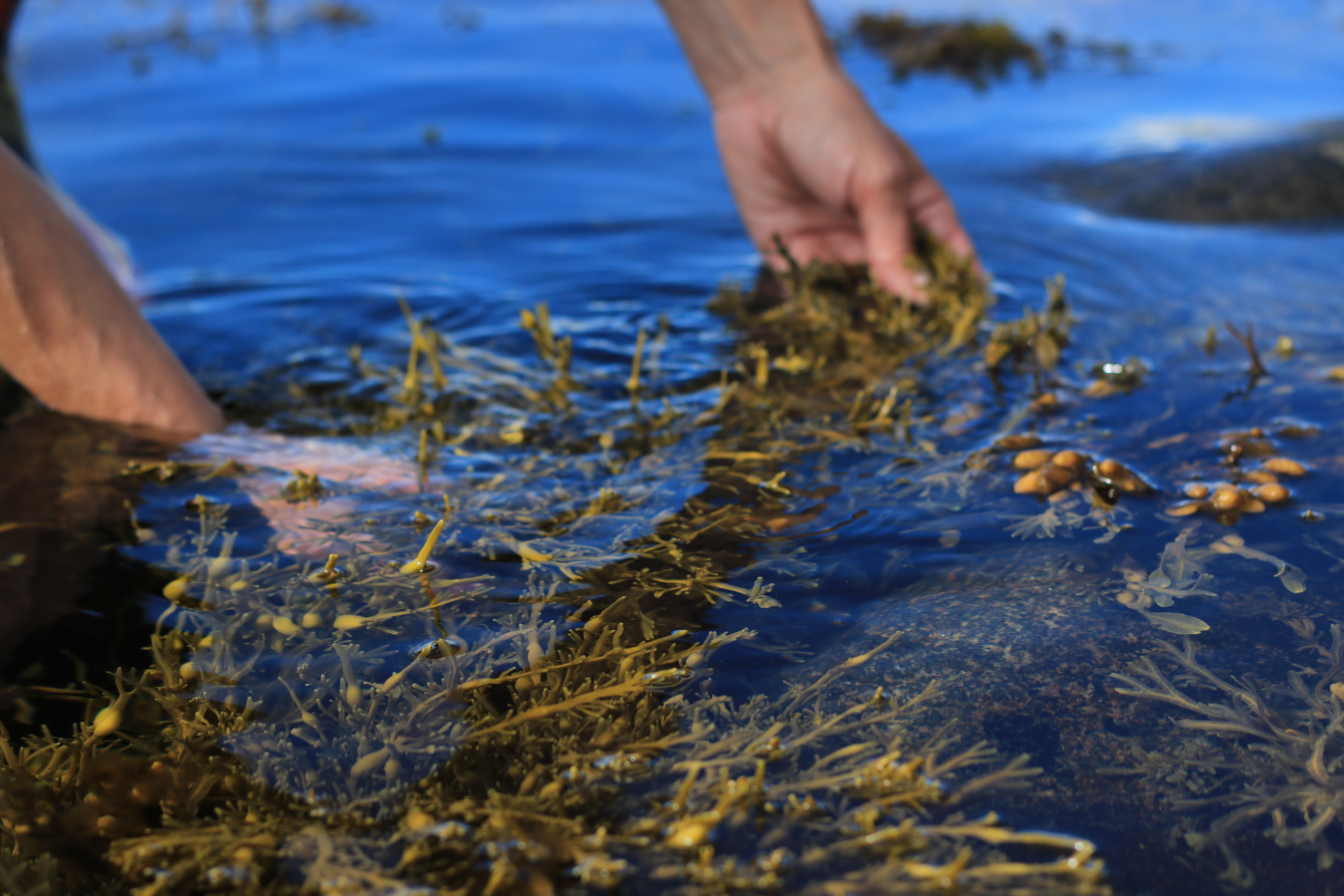 Towards a better understanding of medicinal uses of the brown seaweed Sargassum in Traditional Chinese Medicine: a phytochemical and pharmacological review