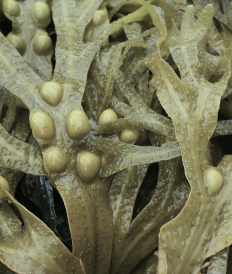 Fucus Fucus