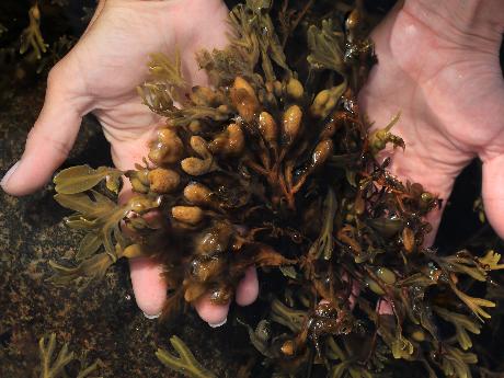 The fucoidans from brown algae of Far-Eastern seas: anti-tumor activity and structure-function relationship