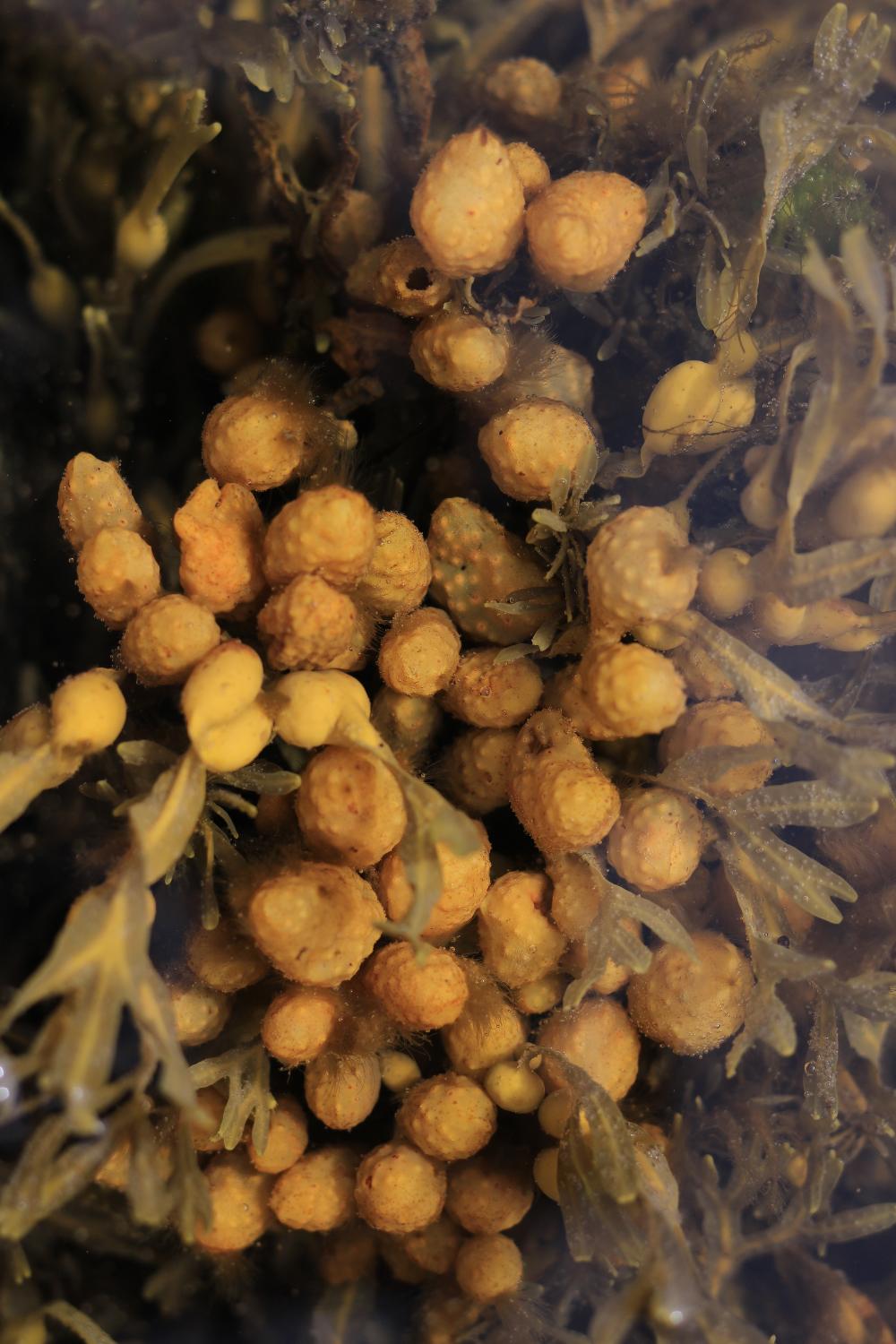 Extraction of raw materials