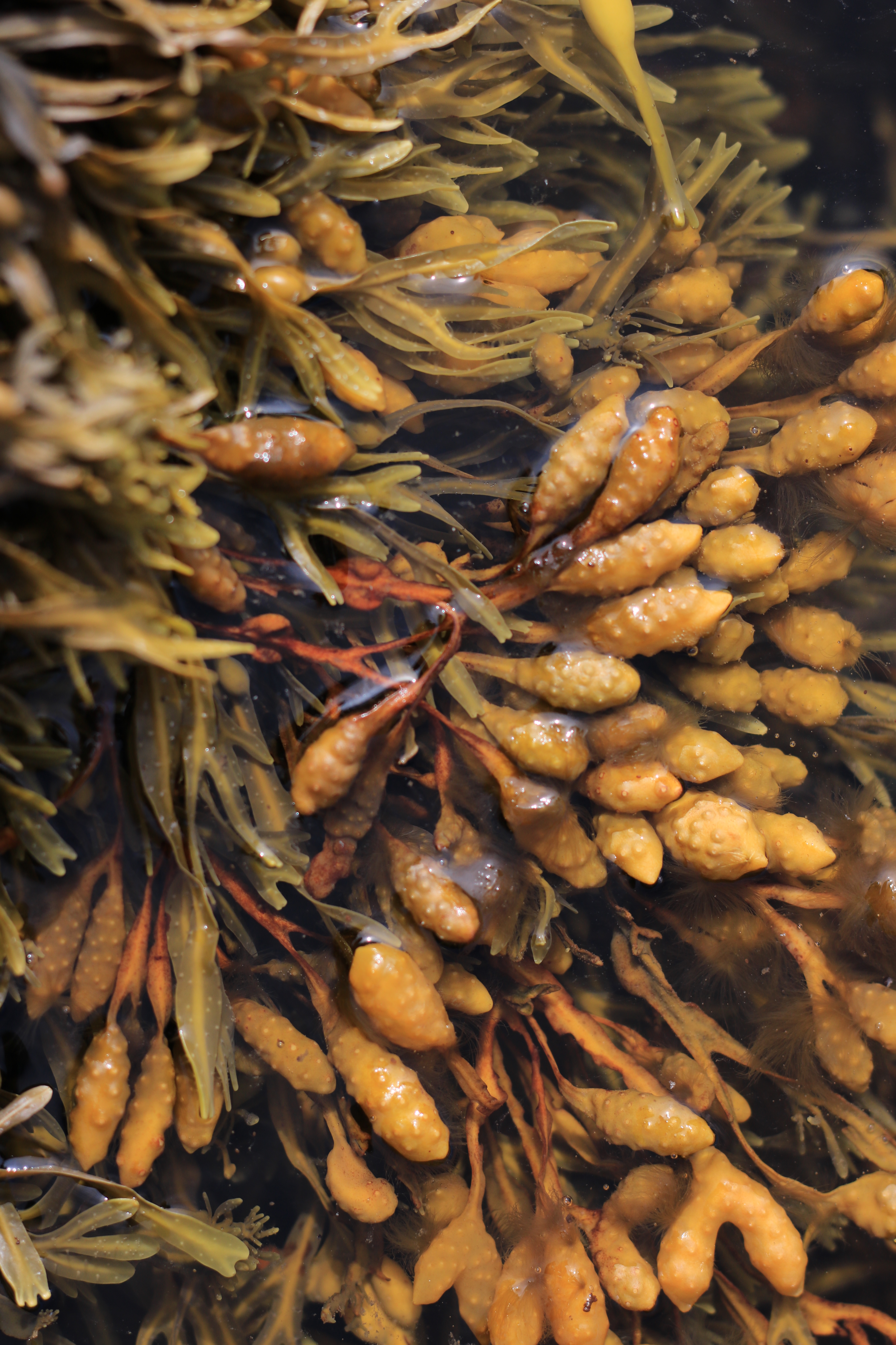 Fucoidans Disrupt Adherence of Helicobacter pylori to AGS Cells In Vitro
