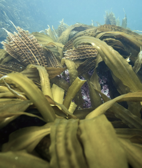 Kelp Kelp