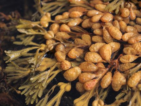 Comparative study on neuroprotective activities of fucoidans from Fucus vesiculosus and Undaria pinnatifida