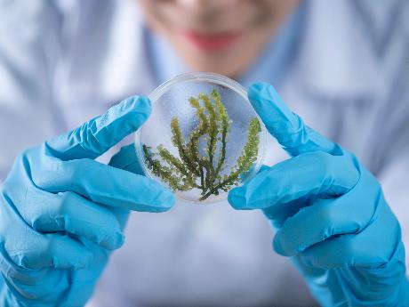 Marine brown algae - a source of new pharmaceutical substances with antibacterial properties