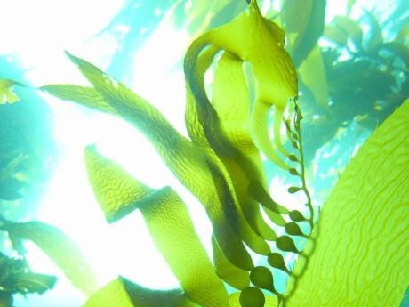 Marine Algae as a Potential Source for Anti-Obesity Agents