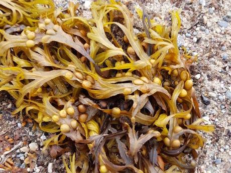 Fucoidans Stimulate Immune Reaction and Suppress Cancer Growth