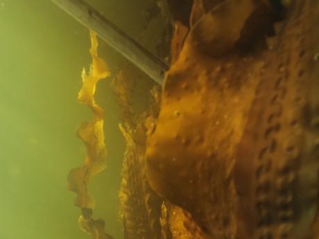 Towards a better understanding of medicinal uses of the brown seaweed Sargassum in Traditional Chinese Medicine: a phytochemical and pharmacological review