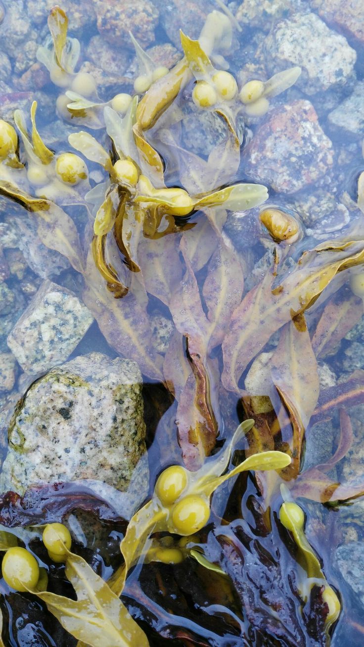 Prospects for the therapeutic application of sulfated polysaccharides of brown algae in diseases of the cardiovascular system: review