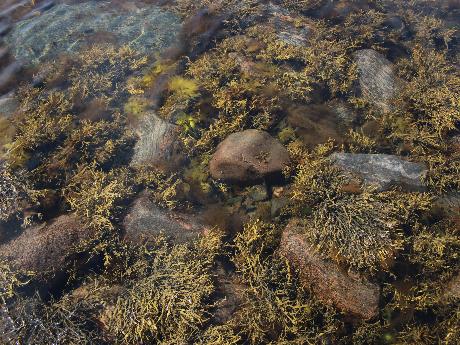 New insights into seaweed polyphenols on glucose homeostasis