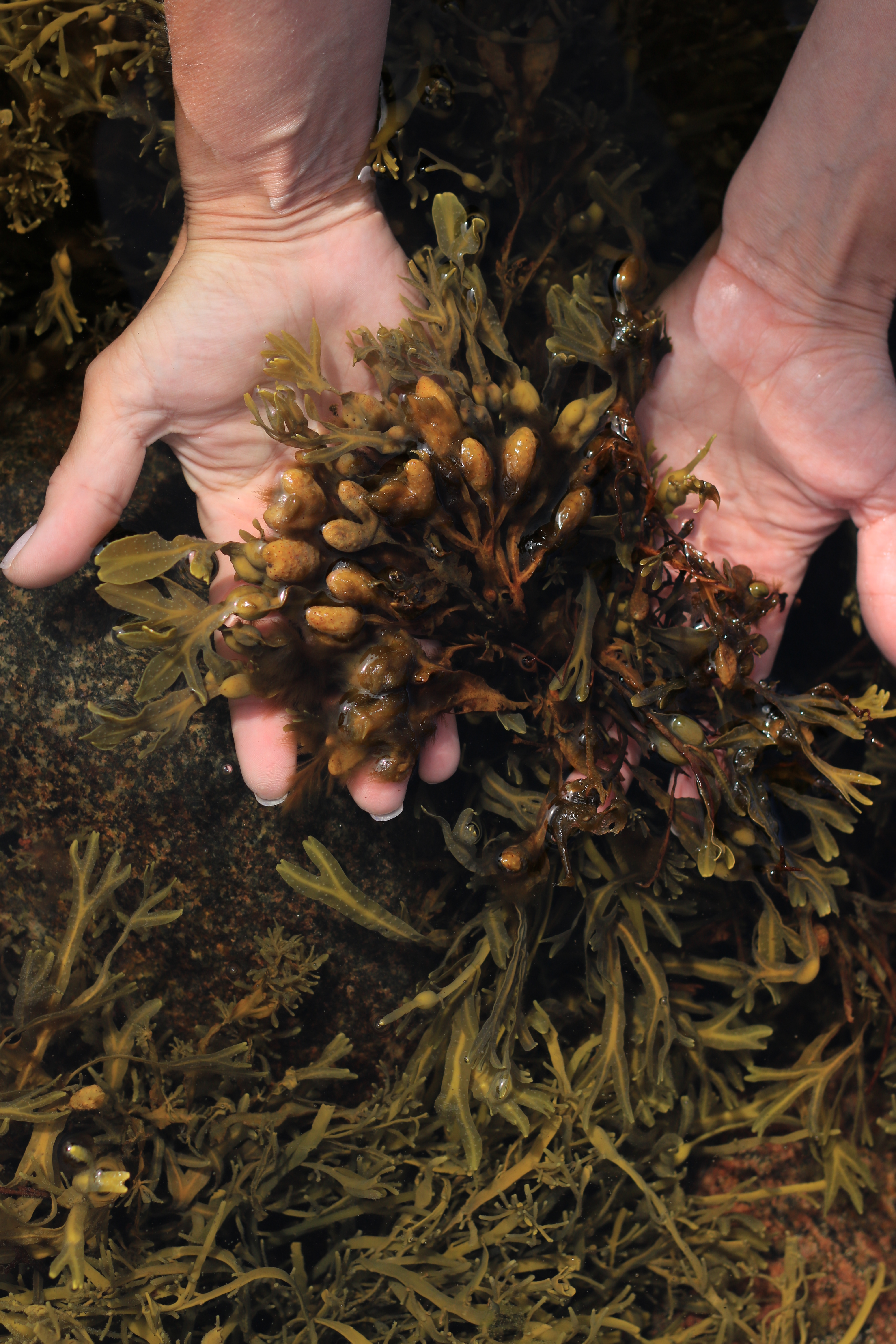 Fucus